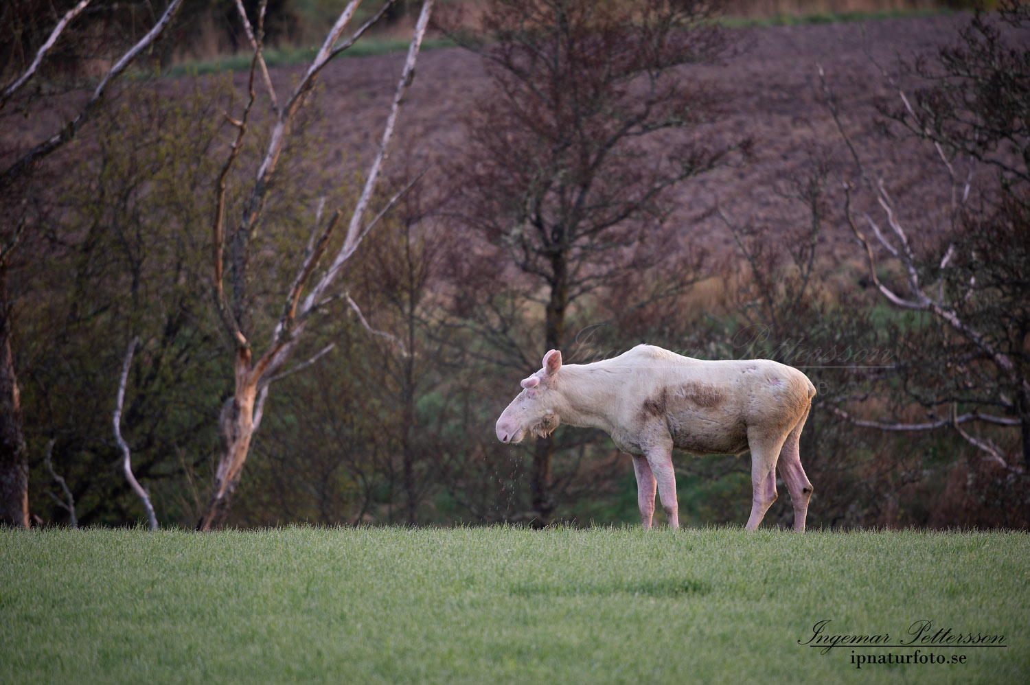 weißer_Elch_white_moose_vit_alg_algtjur_leucism_albino_Bohuslan_Munkedal_Sverige_va415