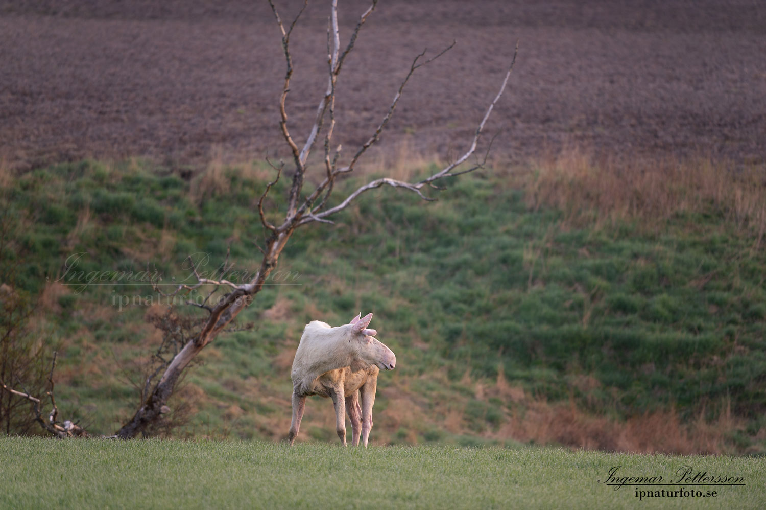 weißer_Elch_white_moose_vit_alg_jakt_naturfotografering_leucism_albino_ipnaturfoto_se_va413