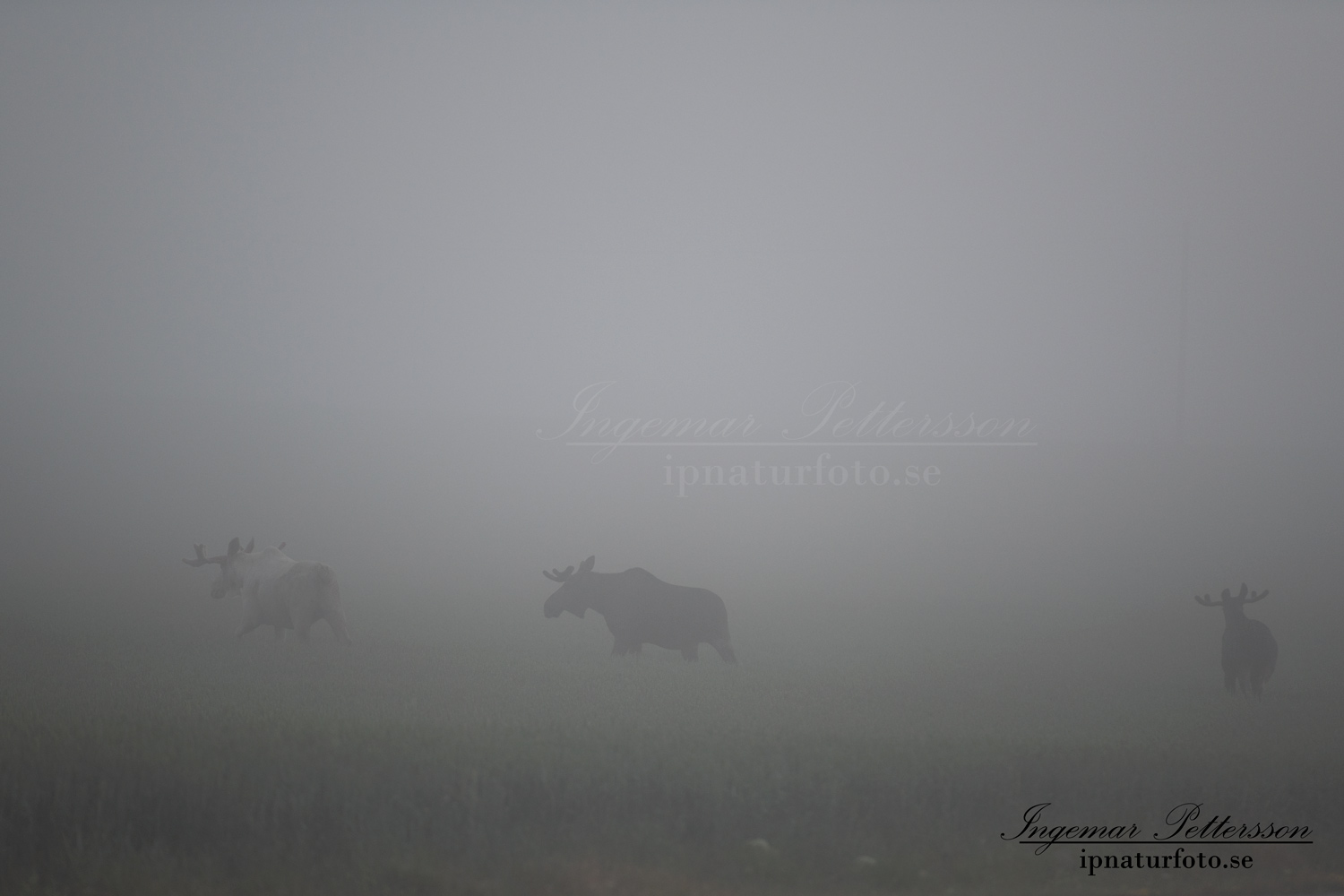 weißer_Elch_white_moose_vit_alg_jordbrukslandskap_dimma_ipnaturfoto_se_va424