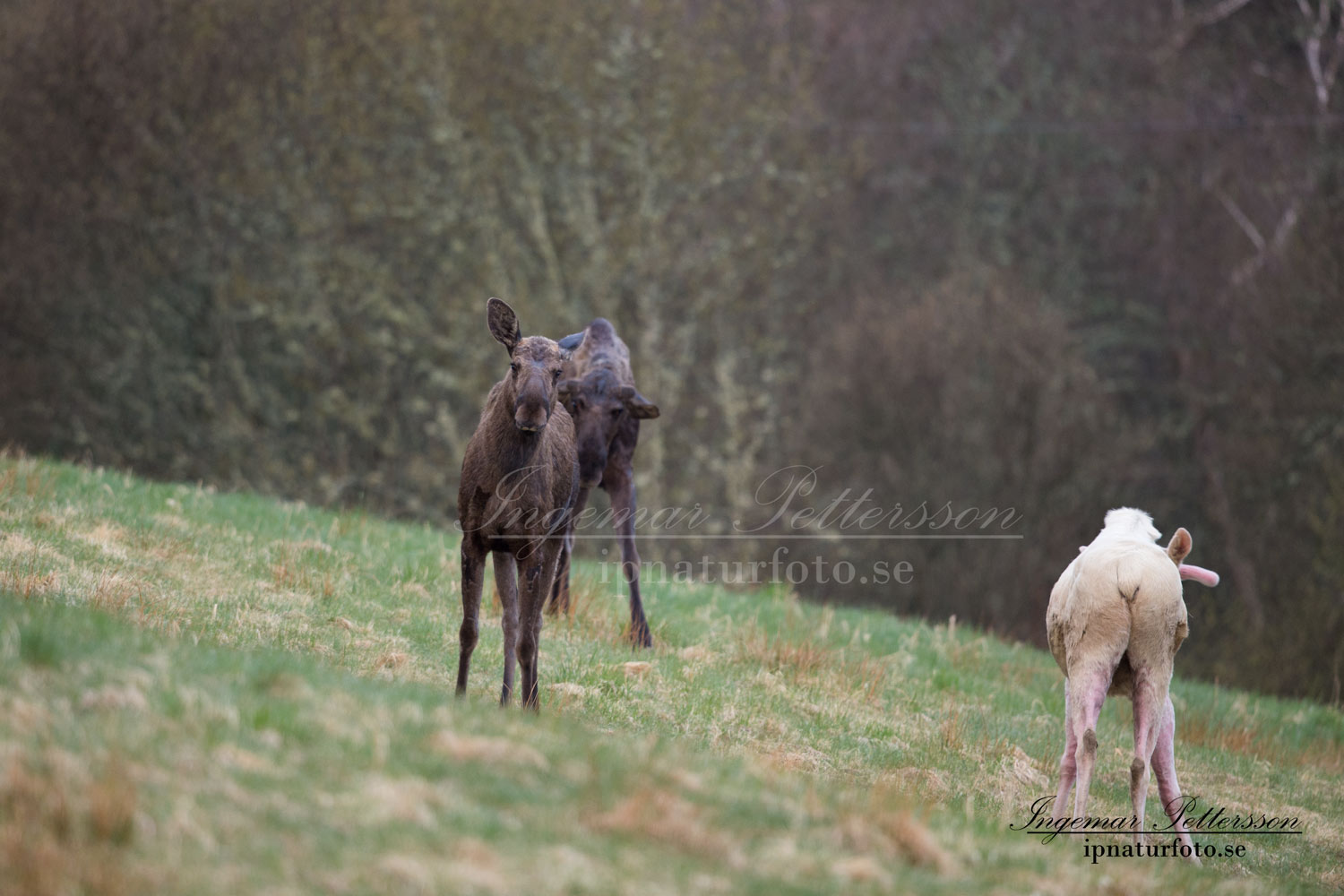 weißer_Elch_white_moose_vit_alg_tjur_jakt_sagoalg_spirit_moose_va412