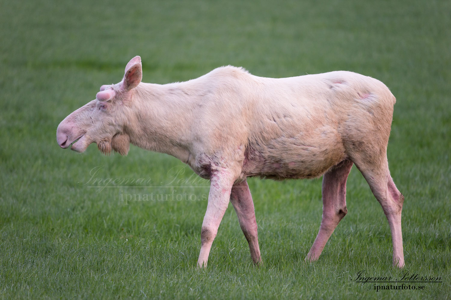 weißer_Elch_white_moose_vit_alg_vitalg_spiritmoose_sago_alg_ingemar_pettersson_sverige_va407