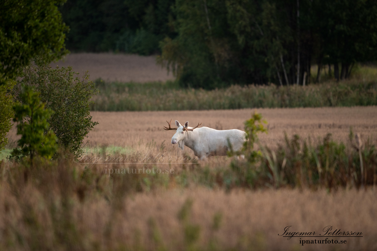 whit_moose_alces_svensk_jakt_ipnaturfoto_leucism_albino_spiritmoose_moose_elch_ipnaturfoto_se_va464