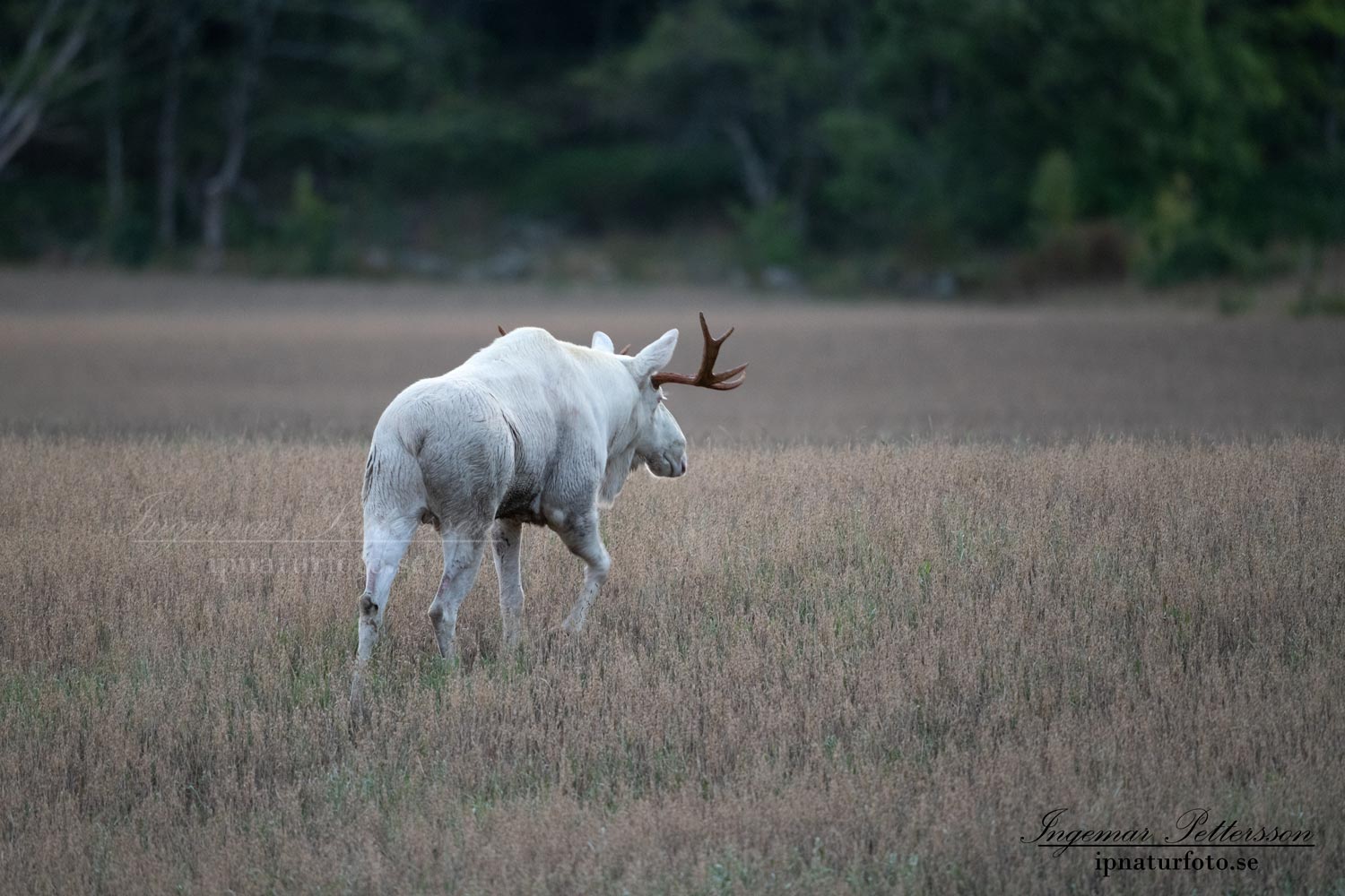 white_moose_alces_svensk_jakt_ipnaturfoto_leucism_albino_spiritmoose_moose_elch_ingemar_pettersson_va461
