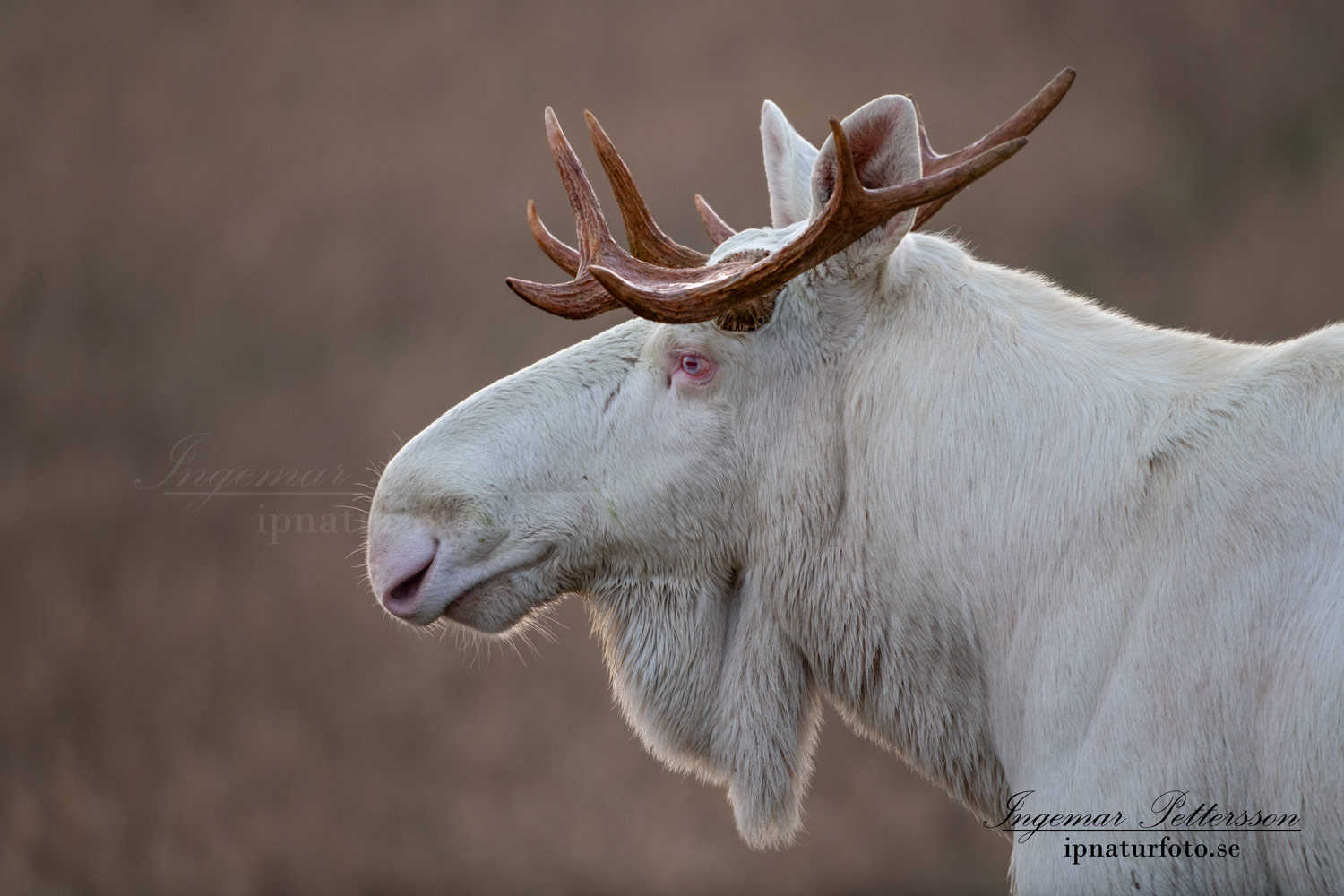 white_moose_alces_svensk_jakt_ipnaturfoto_leucism_albino_spiritmoose_moose_elch_ipnaturfoto_brunst_lock_alglock__va460