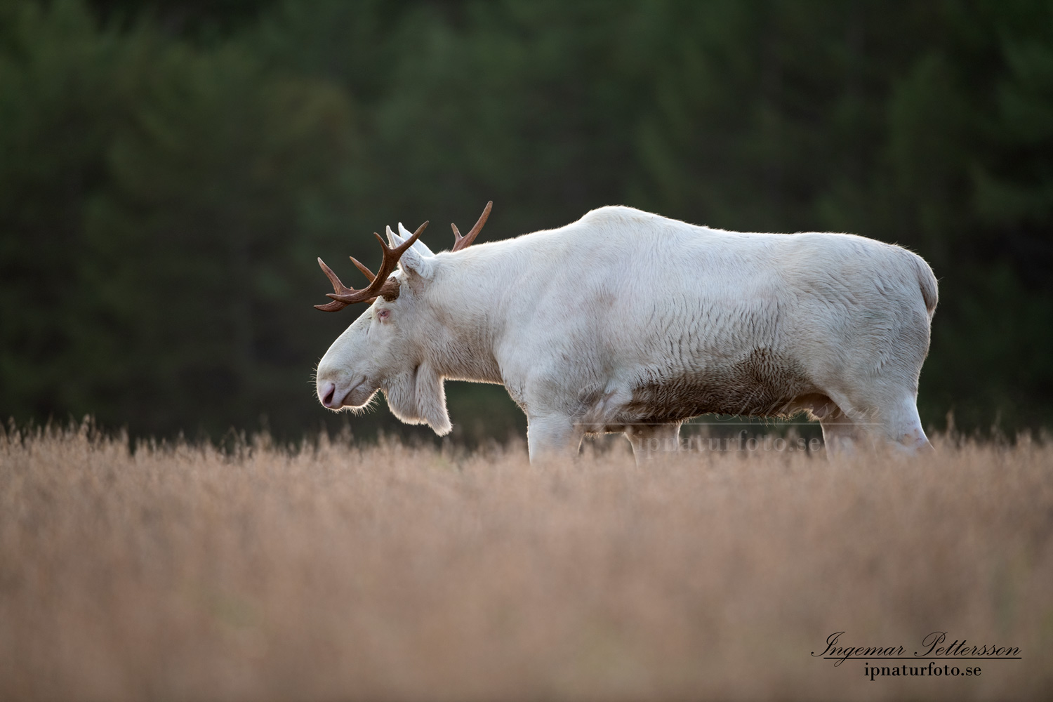 white_moose_alces_svensk_jakt_ipnaturfoto_leucism_albino_spiritmoose_moose_elch_ipnaturfoto_se_va462