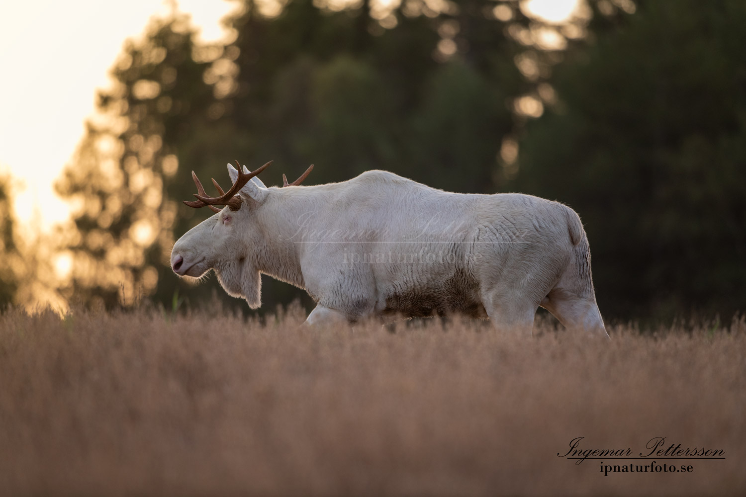 white_moose_motljus_spannmal_alces_svensk_jakt_ipnaturfoto_leucism_albino_spiritmoose_moose_elch_ipnaturfoto_se_va463