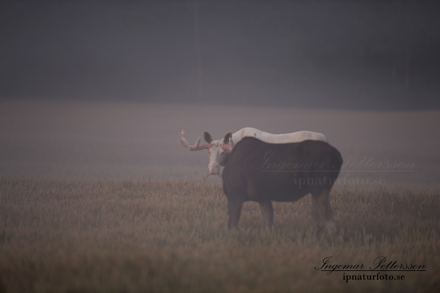 white_moose_spirit_moose_sagoalg_vitalg_whitemoose_spiritmoose_alces_elch_ipnaturfoto_va303