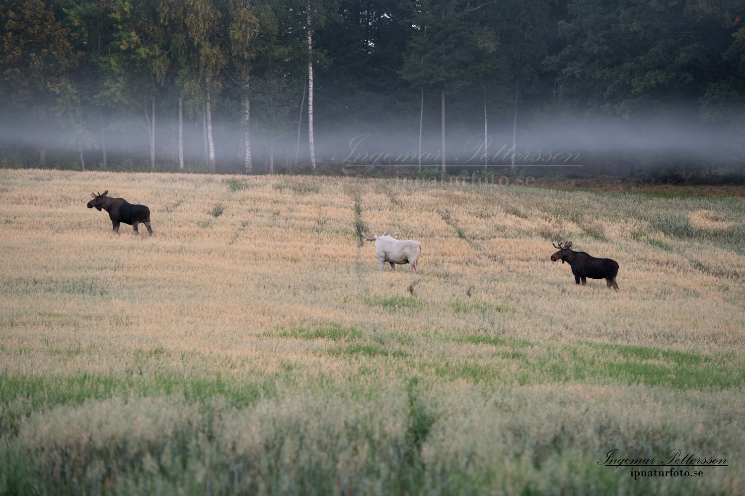 white_moose_spirit_moose_sagoalg_vitalg_whitemoose_spiritmoose_alces_elch_ipnaturfoto_va433
