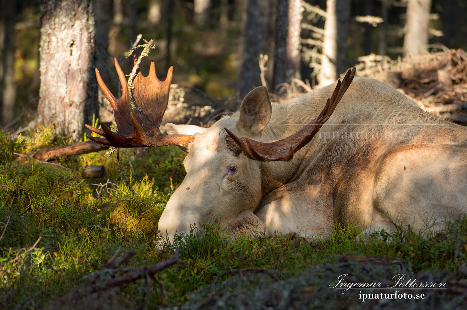 white_moose_spirit_moose_vit_alg_elch_weiben_ipnaturfoto_se_ingemar_pettersson_va293