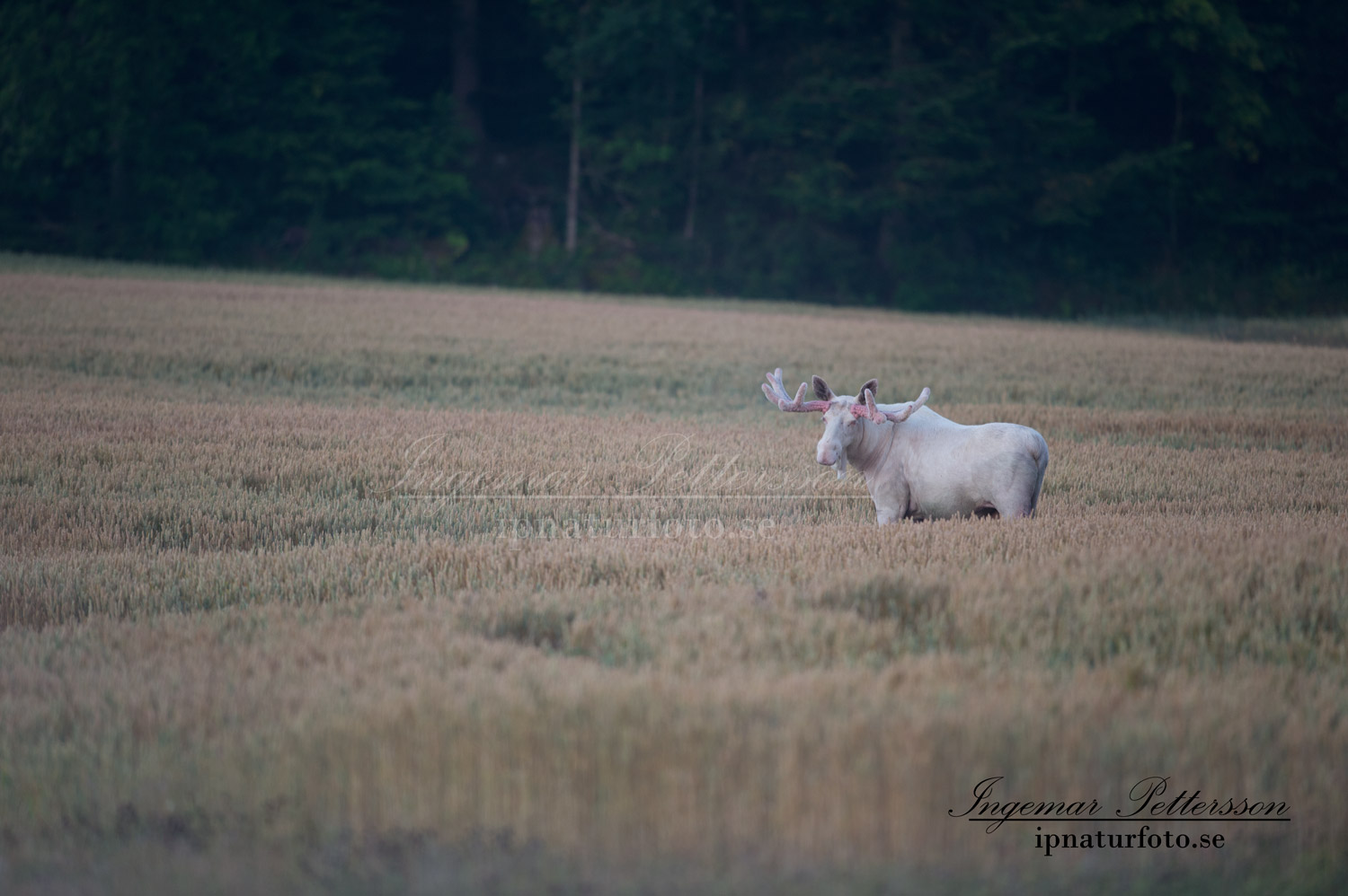 white_moose_spiritmoose_spirit_moose_leucism_jakt_natur_elch_ingemar_pettersson_va309