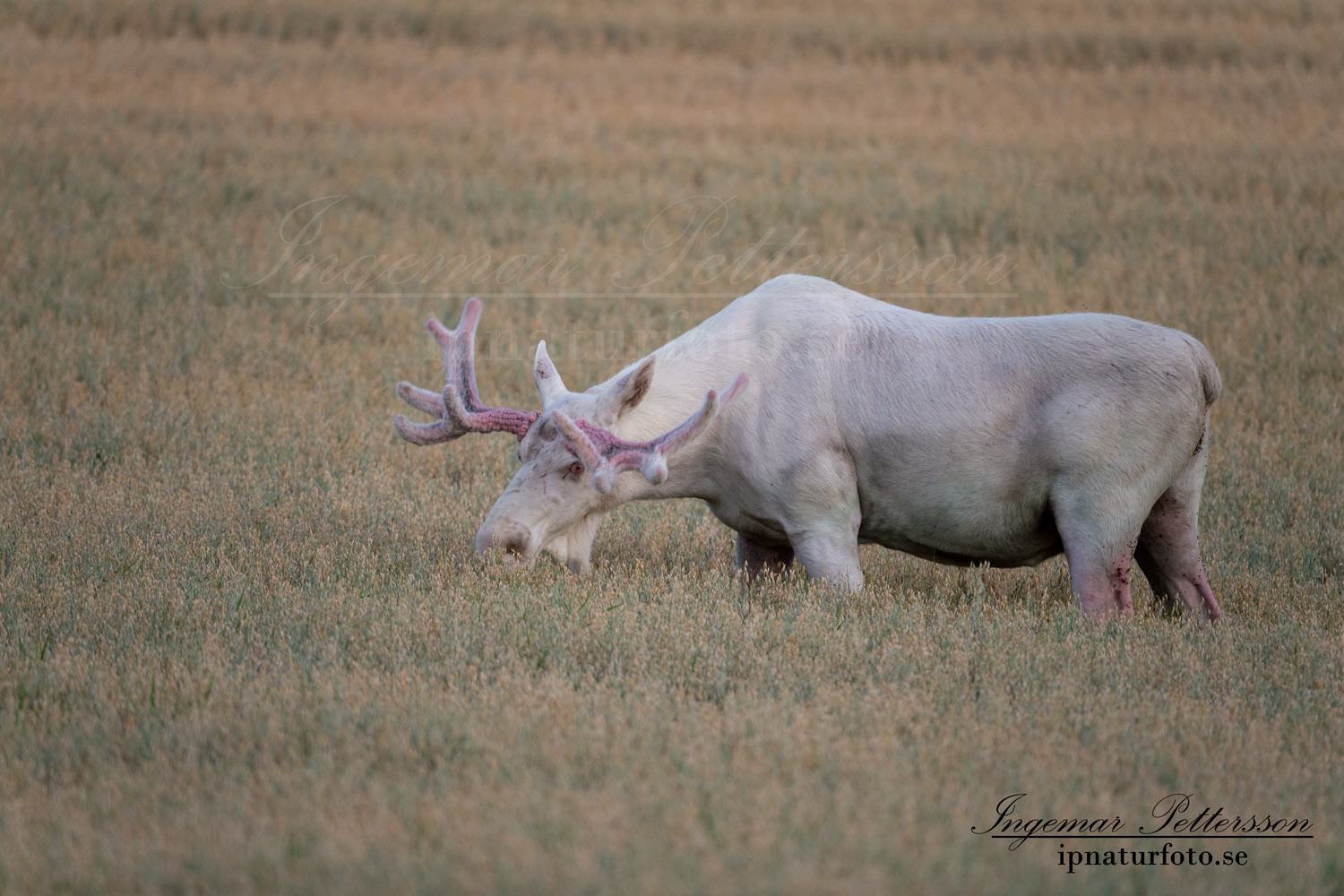 white_moose_spiritmoose_spirit_moose_leucism_jakt_natur_elch_ingemar_pettersson_va438
