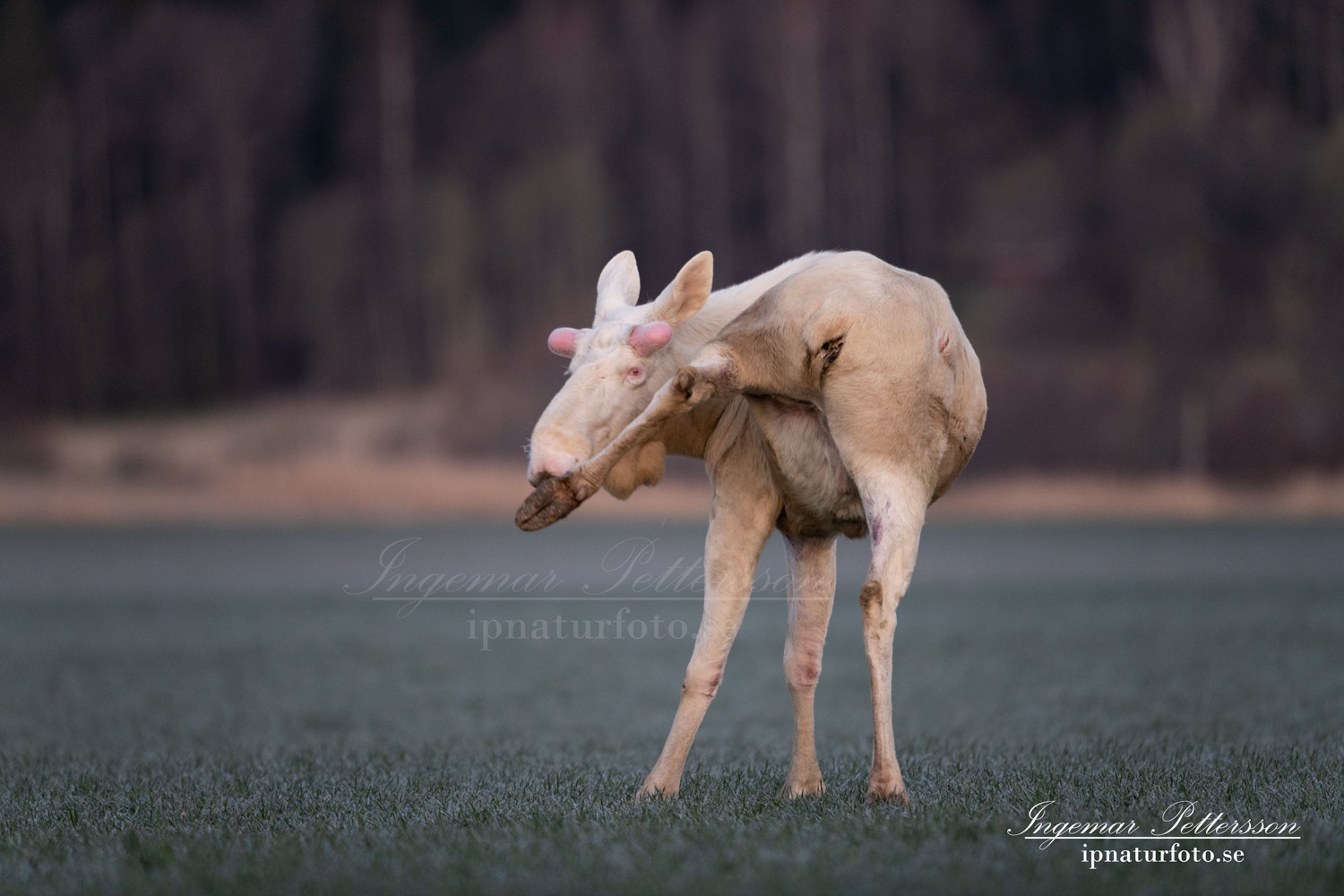white_moose_vit_alg_elc_leucism_unik_ferdinand_hunting_ipnaturfoto_se_va468
