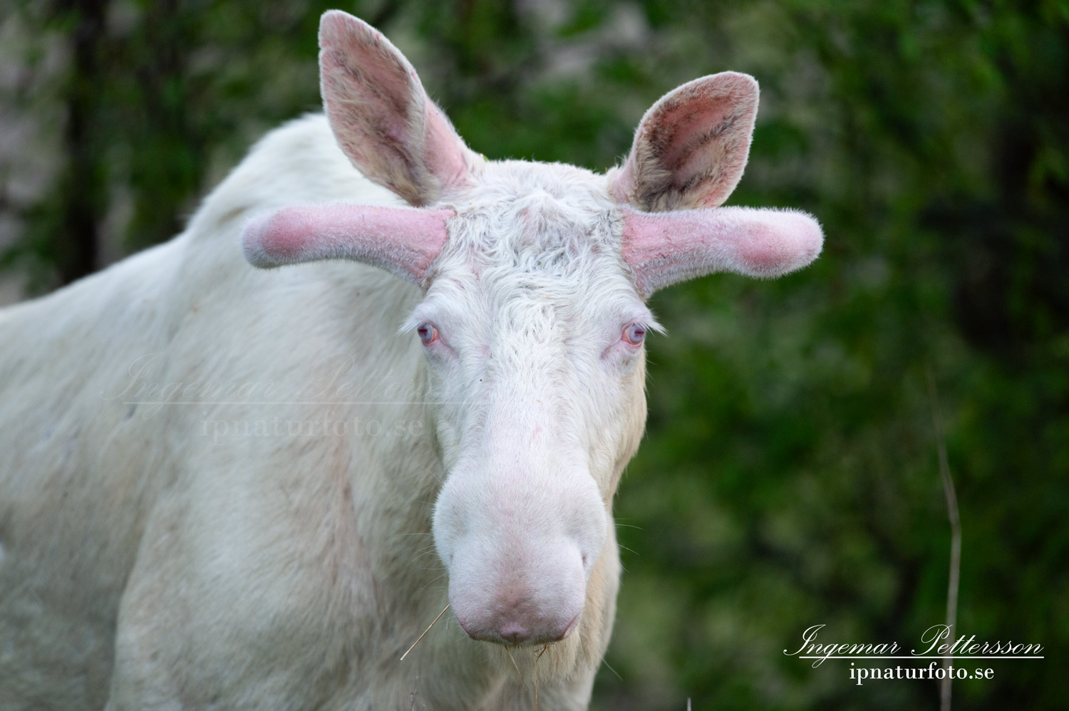 white_moose_vit_alg_leucism_albino_vitalg_whitemoose_ferdinand_sagoalg_unicorn_ipnaturfoto_se_va486