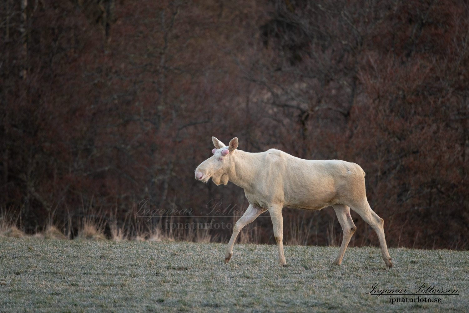 white_moose_vit_alg_leucism_elch_spirit_moose_unicorn_ipnaturfoto_se_algtjur_va474