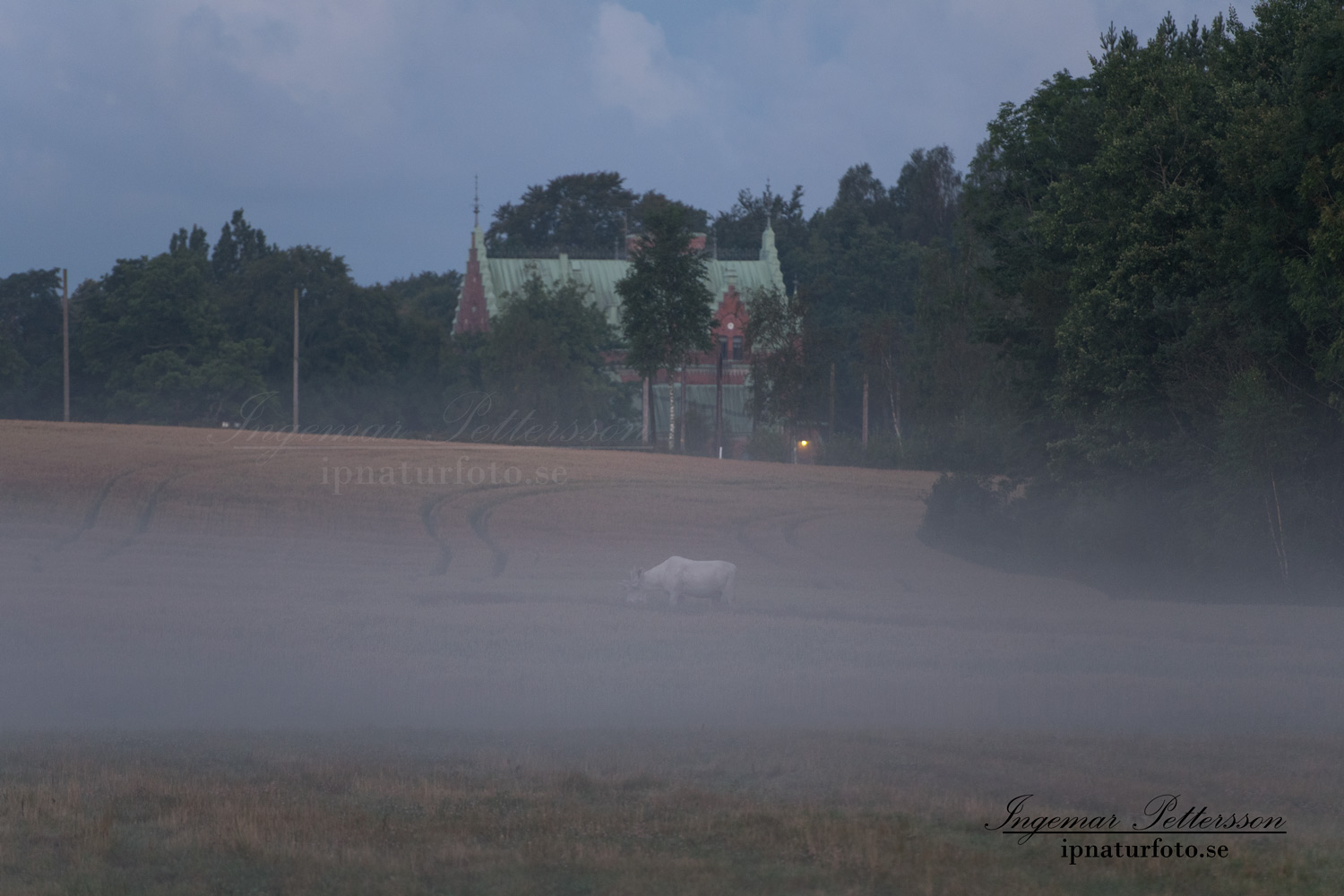 white_moose_whitemoose_vit_alg_vitalg_sagoalg_sago_alg_alces_spirit_moose_torreby_slott_ingemar_va313