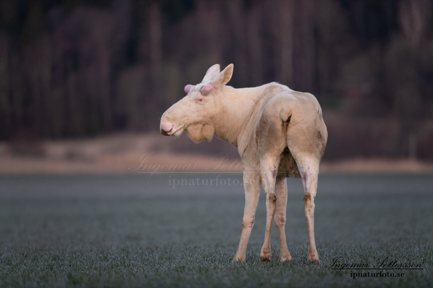 whitemoose_white_moose_vitalg_vit_alg_leucism_albino_unik_unicorn_ingemar_pettersson_va469