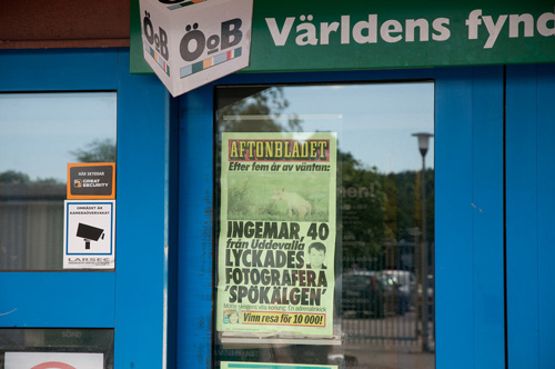 Aftonbladets löpsedel, i samband med reportage om vit älg. Detta kommer jag nog aldrig vara med om igen, naturbild på löpet, Juni 2014.