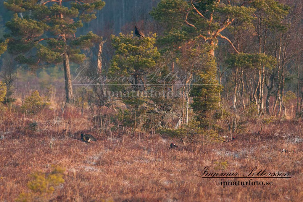 Unik bild då både orre, tjäder och rackelhanen är synliga på mossen. Vem vet det kanske var här som rackelhanens föräldrar hade en intim stund över artgränserna. 