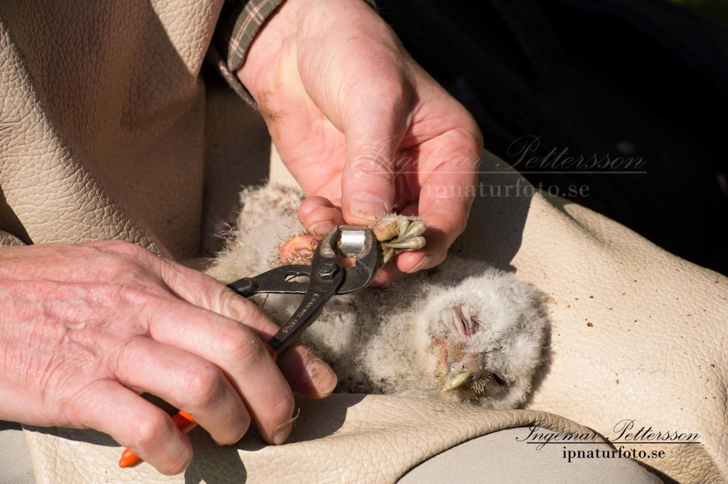 ringmärkning, kattuggla, ipnaturfoto, 