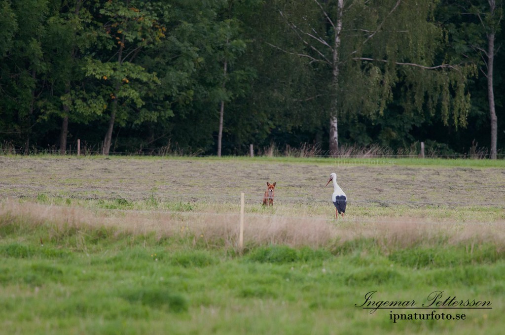 Udda morgonmöte i Uddevalla 2009, räv möter vit stork. 