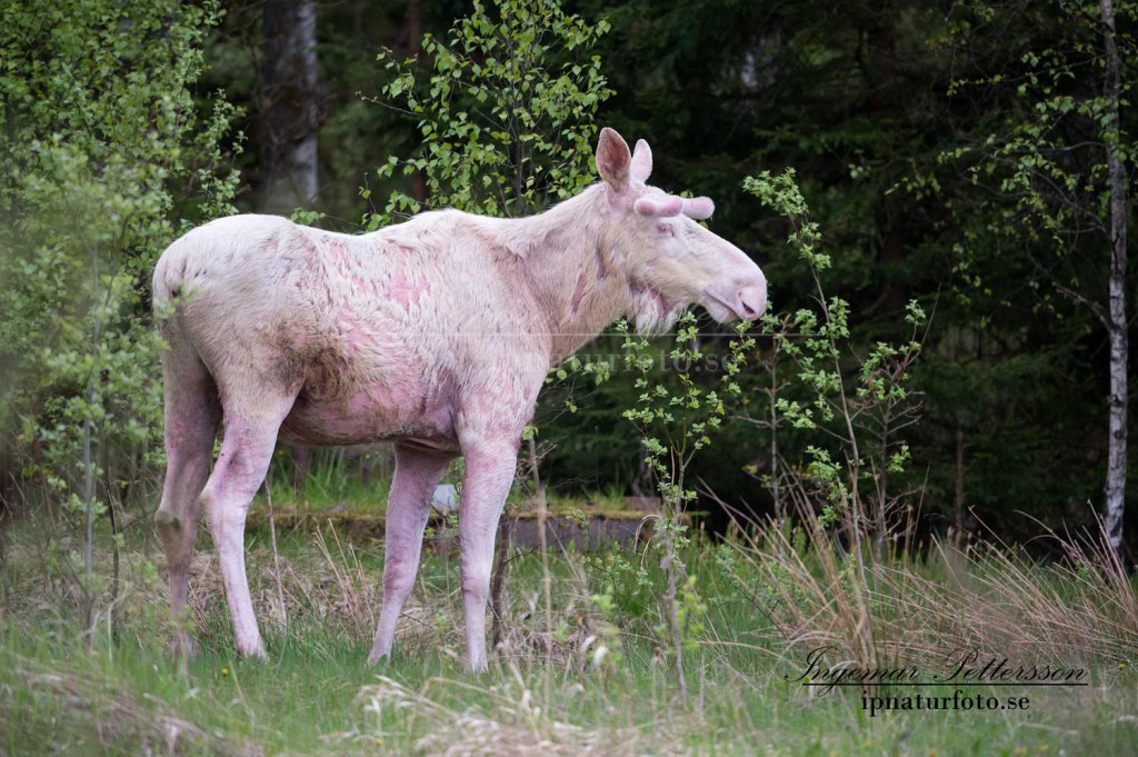 Den vita älgen har fällt delar av vinterpälsen som kommer att ersättas med den tunnare sommarpälsen. 