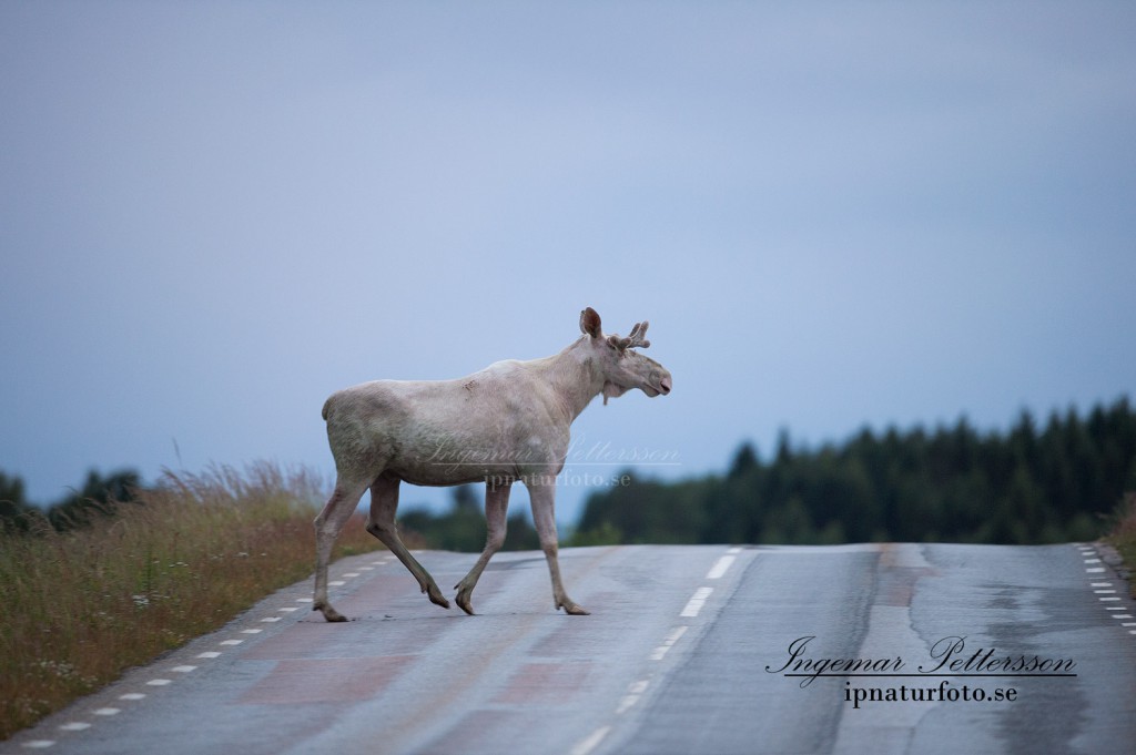 Ta det försiktigt i trafiken, du vet aldrig vad som väntar bakom nästa backkrön. Det kan till och med vara en vit älg...