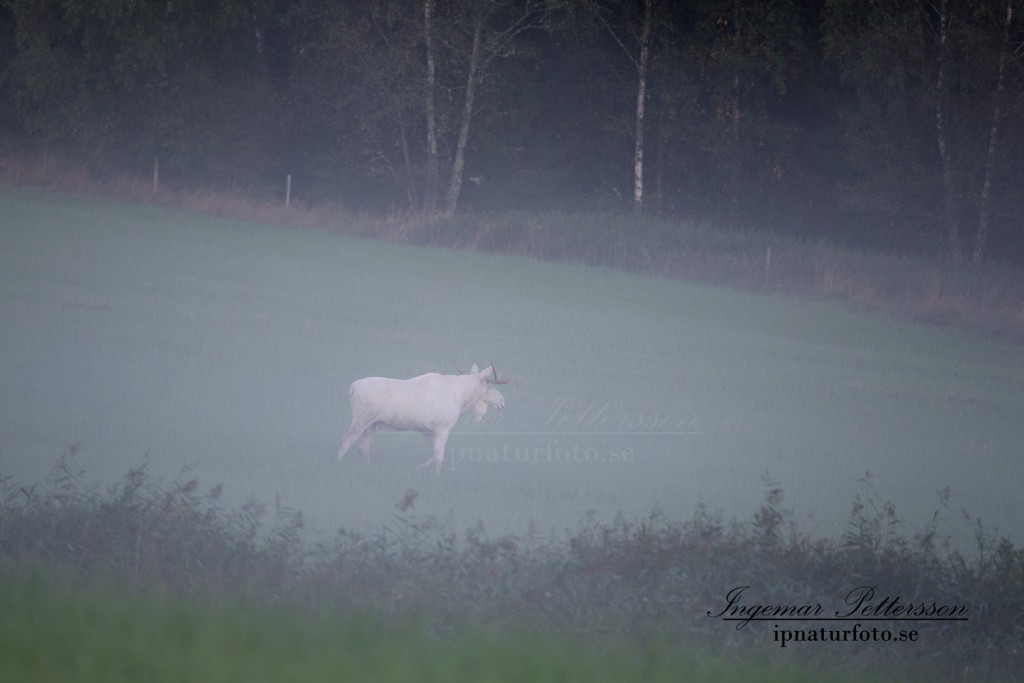 Septembermorgon och dimmorna dansar. 