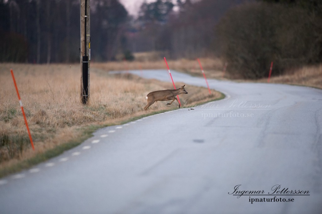 Viltolyckor sker oftast med rådjur (arkivfoto).