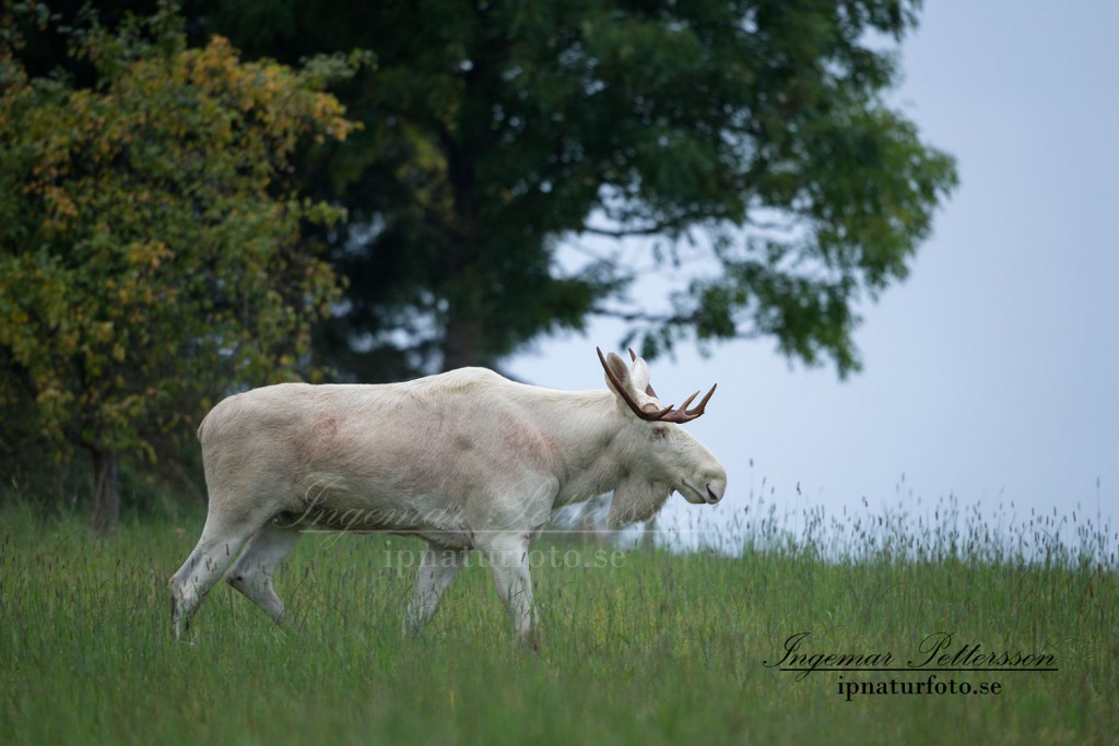 Munkedals vita älgtjur har tappat åtskilliga kilon under brunsten. 