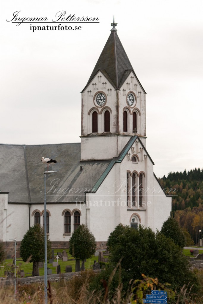 Vit stork med Kville kyrka i bakgrunden, Tanum Bohuslän. 