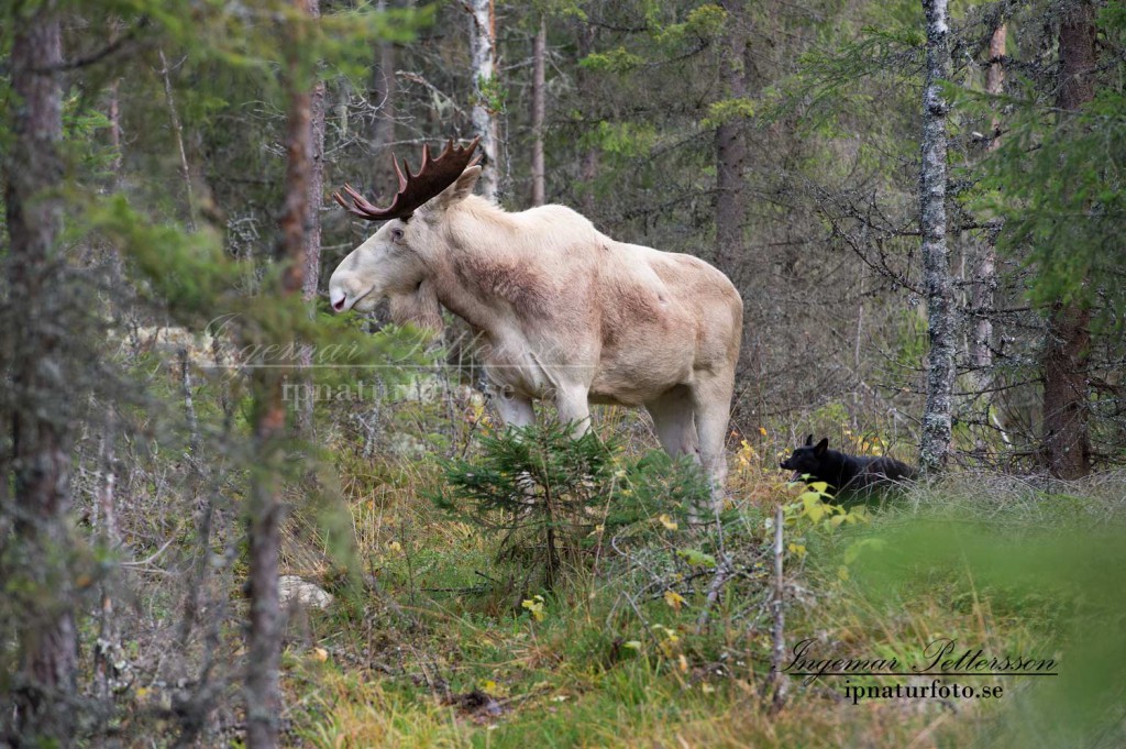 Älghunden har ställt älgen på ett ståndskall. 