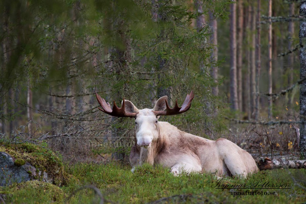 Den stora vita älgen ligger lugnt och idisslar. 