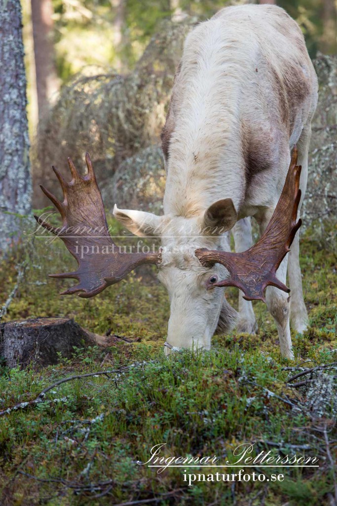 Den stora vita älgen äter blåbärsris en tidig oktober morgon långt inne i skogen. 