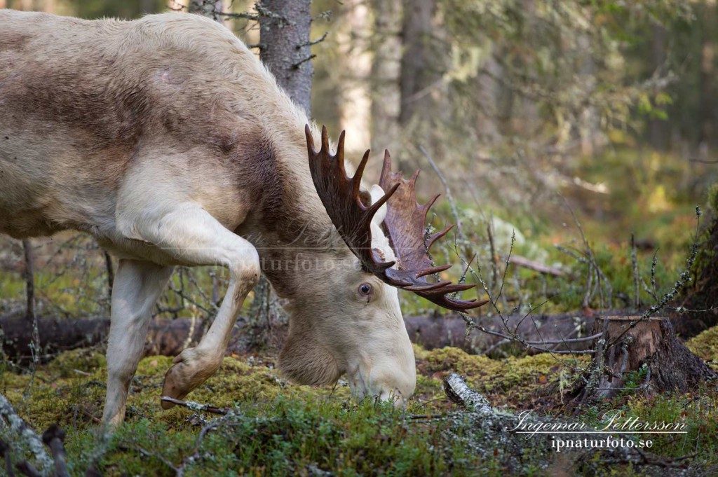 Blåbärsris ätandet fortsätter och jag sitter på avstånd och njuter. 