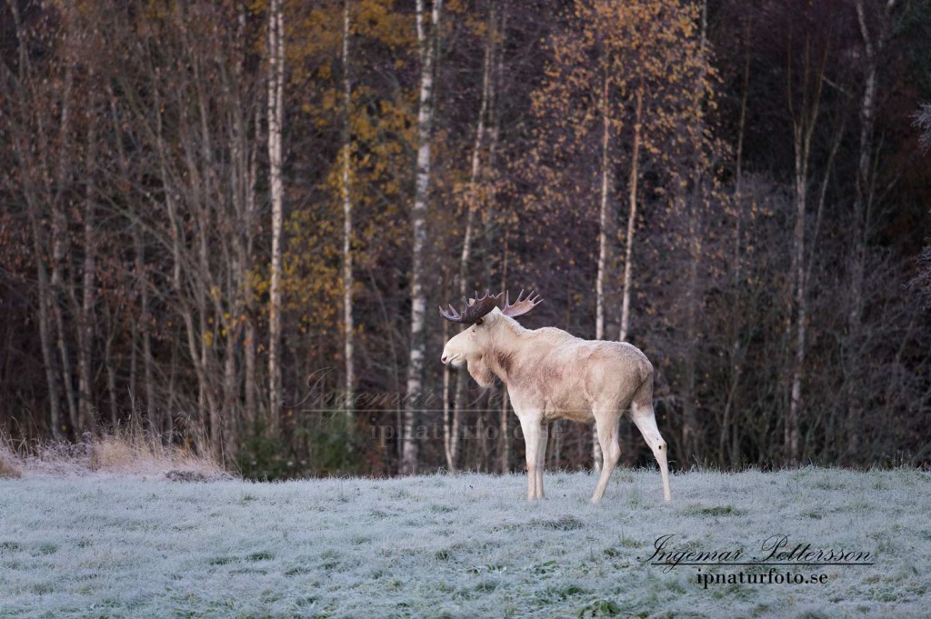 Värmlands största vit älg, hösten 2015. 