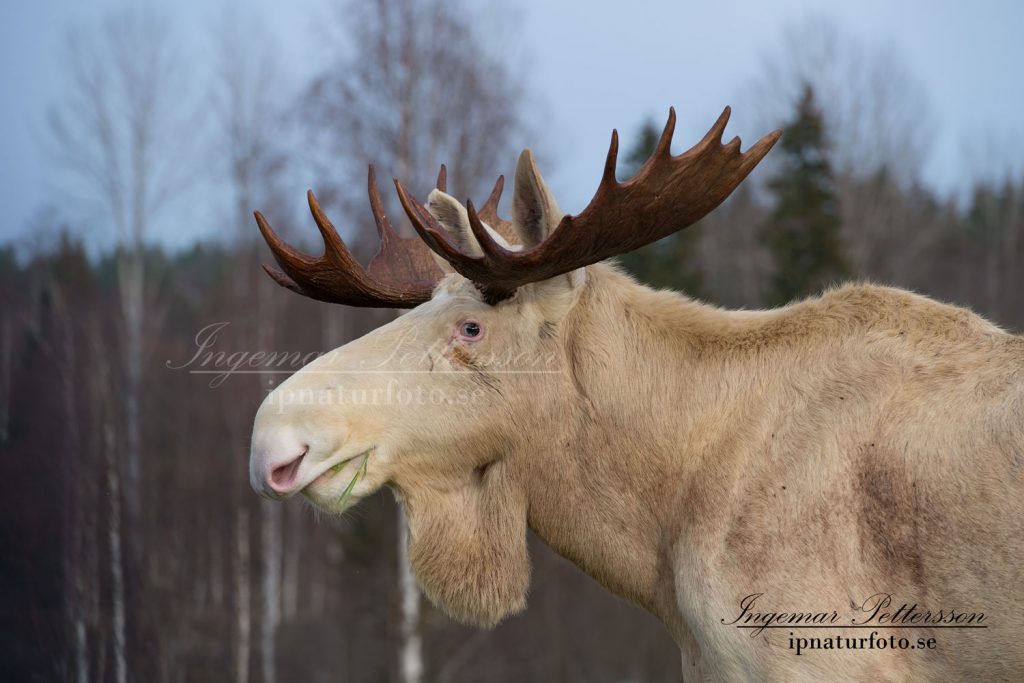 En mycket stor vit älgtjur med naturligt färgade horn.