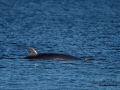 bardval_val_whale_vikval_minke_whale_Byfjorden_Uddevalla_ipnaturfoto_se_odj143