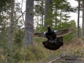 tjader_ipnaturfoto_capercaillie_se_forest_fo508
