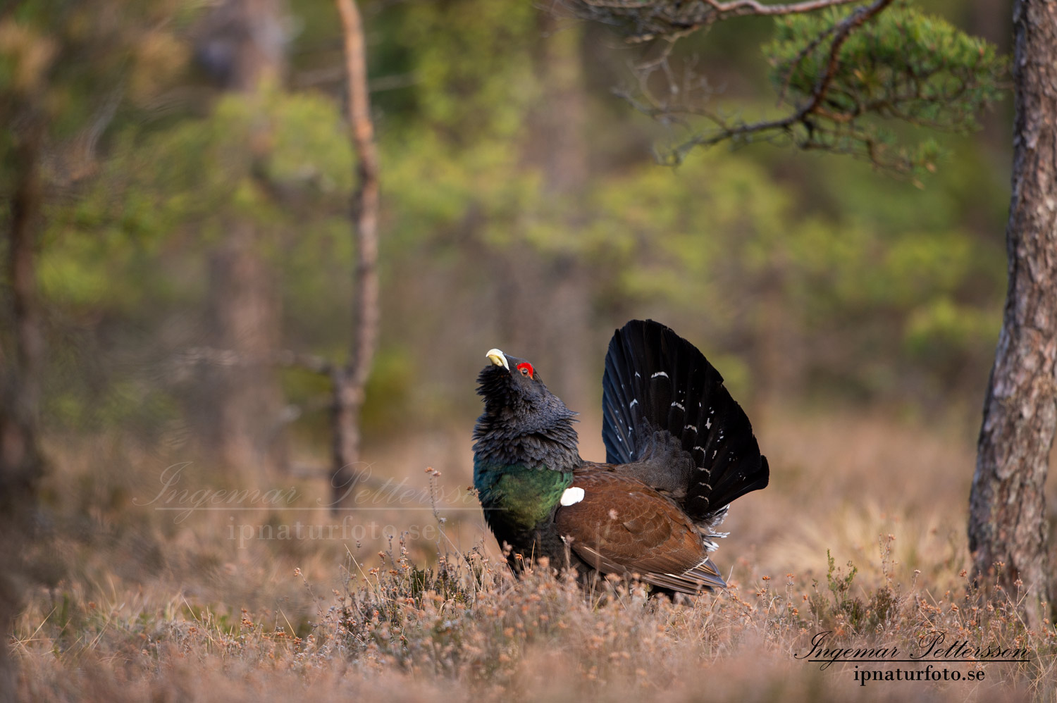 tjader_ipnaturfoto_capercaillie_se_forest_fo620