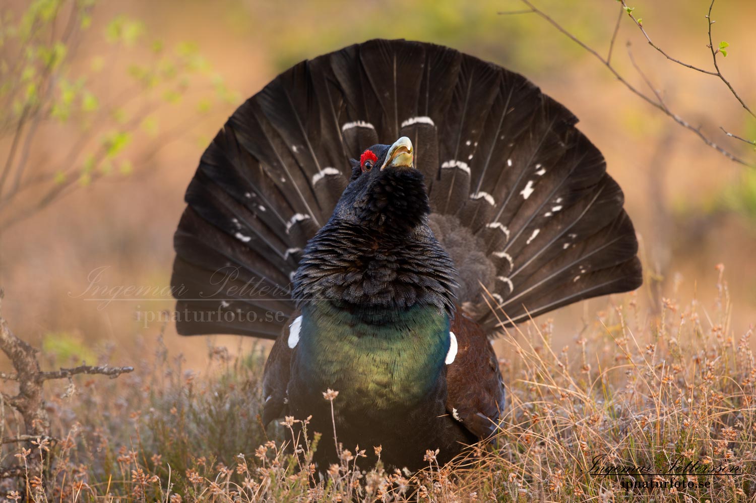 tjader_ipnaturfoto_capercaillie_se_forest_fo621
