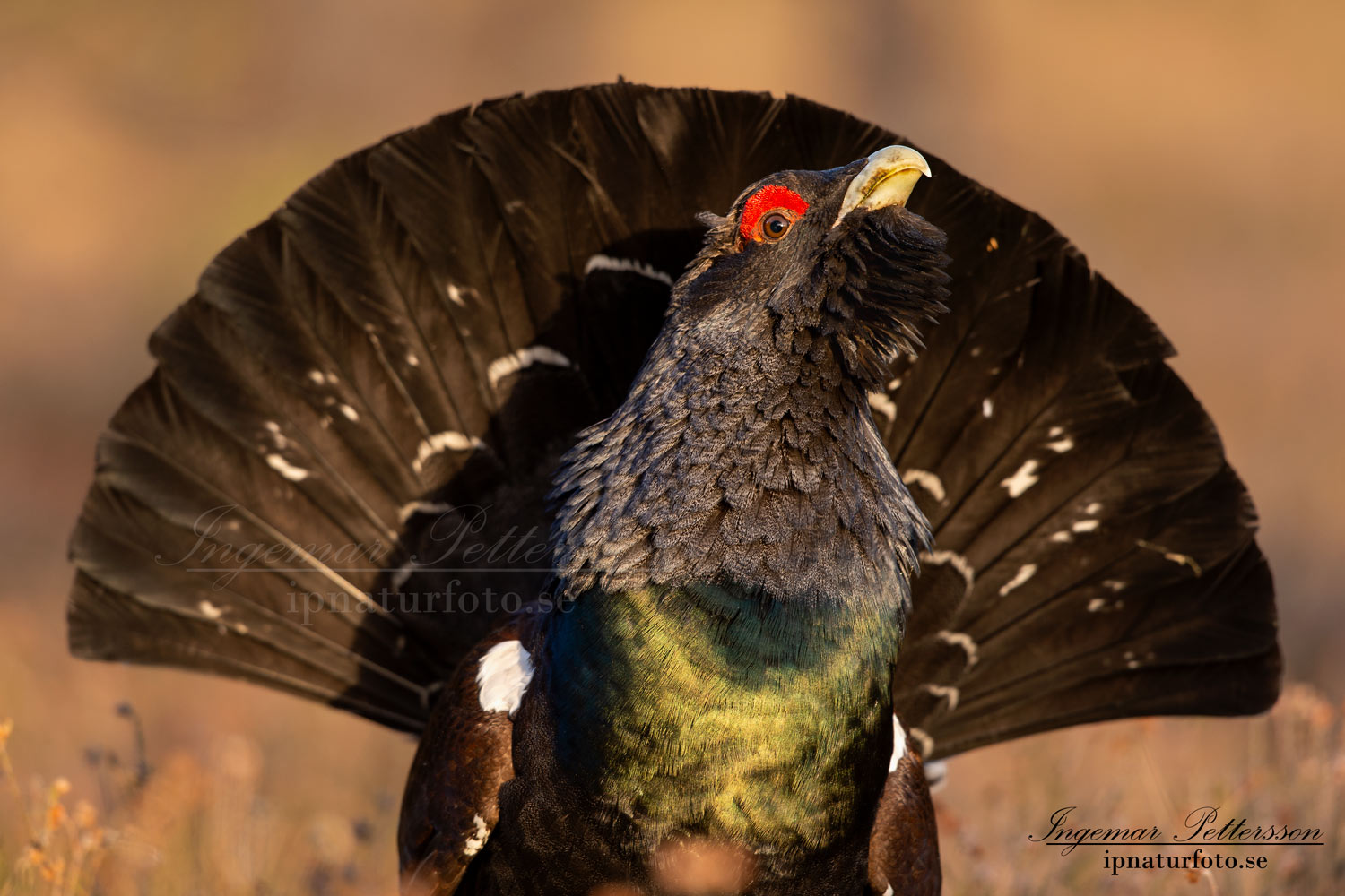 tjader_ipnaturfoto_capercaillie_se_forest_fo622