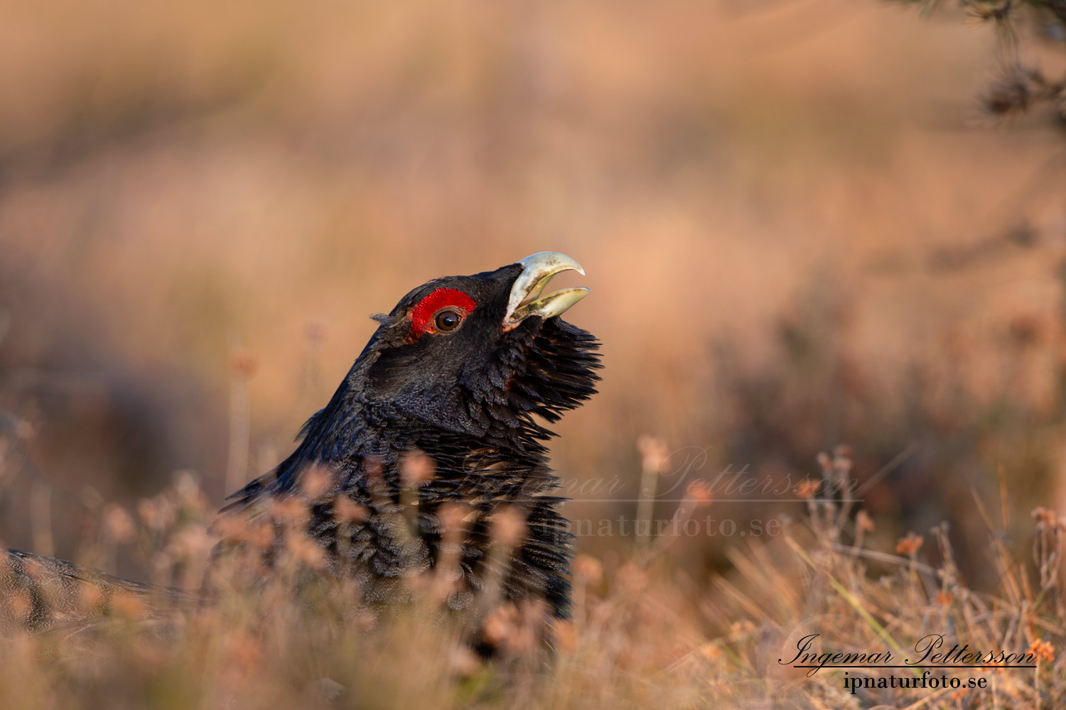 tjader_ipnaturfoto_capercaillie_se_forest_fo623