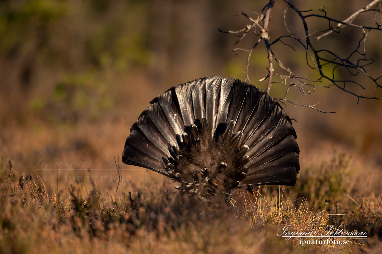 tjader_ipnaturfoto_capercaillie_se_forest_fo625